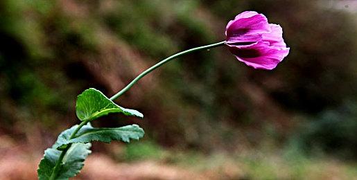 决战干燥季节，《极限竞速：地平线5》冬季赛简介